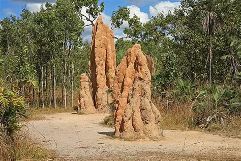 These oldest inhabited termite mounds have been active for .